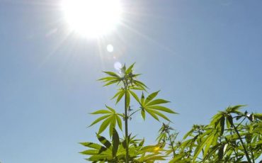 Missouri Legislature Expands Opportunities for Industrial Hemp in the State